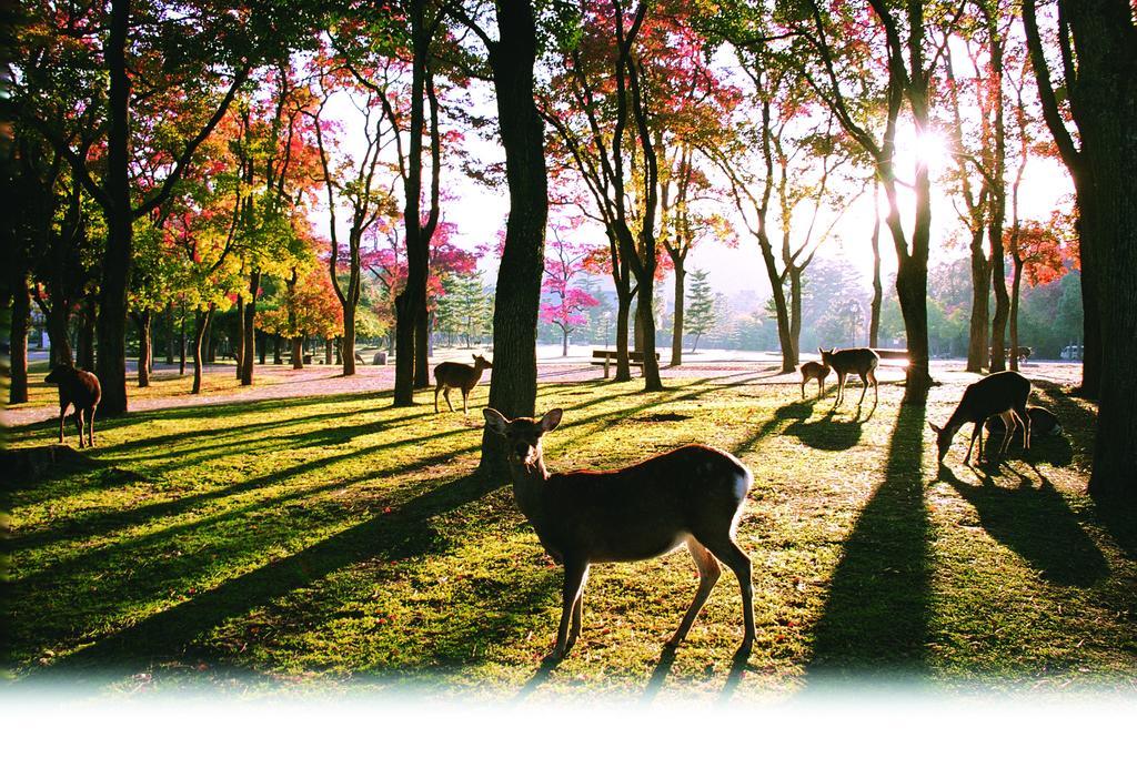 Kotonoyado Musashino Nara Eksteriør billede